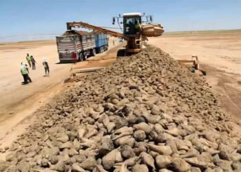 Agricultura sustentável em desertos: Uma iniciativa chinesa