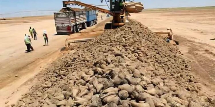 Agricultura sustentável: Operação para transformar o deserto do Egito em terras agrícolas - Divulgação Xinhua