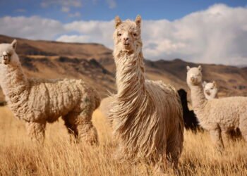 Descobrindo as maravilhas do Chile