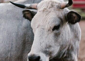 O surpreendente valor dos cálculos biliares bovinos