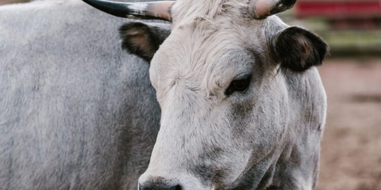 Cálculos biliares são como "ouro bovino" - depositphotos.com / VadimVasenin