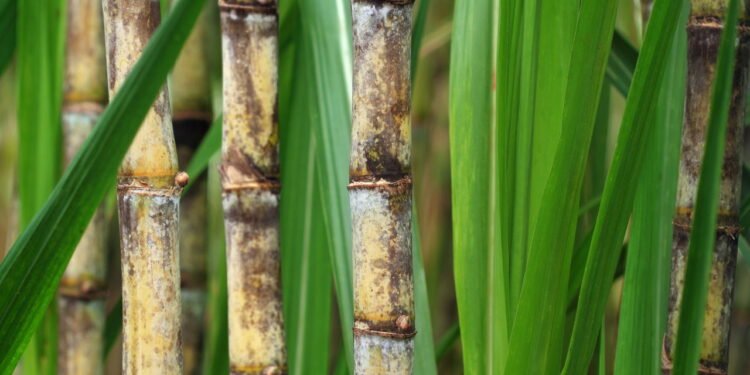 Plantação de cana-de-açúcar