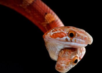 Cobra de duas cabeças