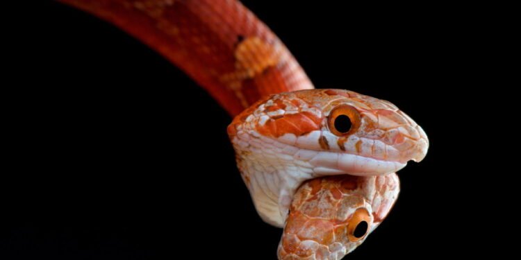 Cobra de duas cabeças