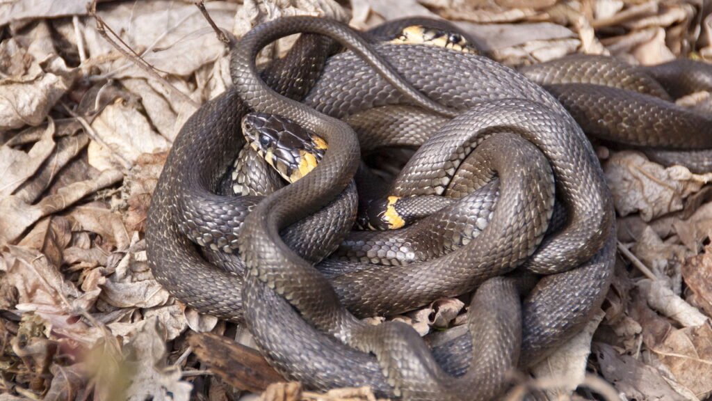 Cobras herbáceas na época de acasalamento