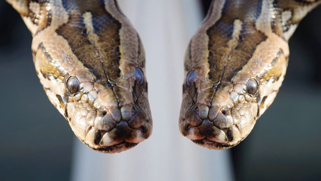 Cobra de duas cabeças