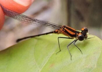 Argia Sertaneja, nova libélula descoberta em reserva brasileira