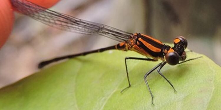 Argia Sertaneja, nova libélula descoberta em reserva brasileira