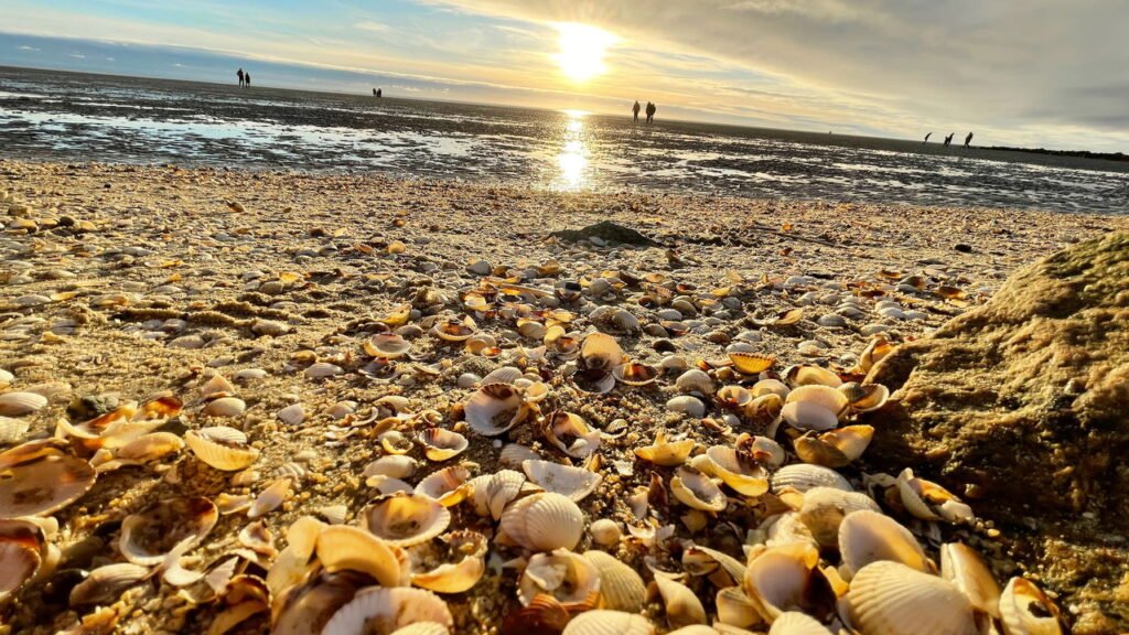 Conchas na areia da praia