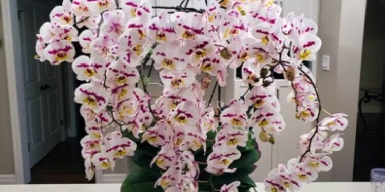 Orquídea de 159 flores entra para o Guinness Book