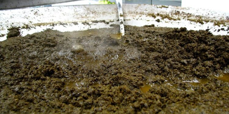 Maniçoba, um prato típico amazônico - Wikimedia Commons/Ana_Cotta