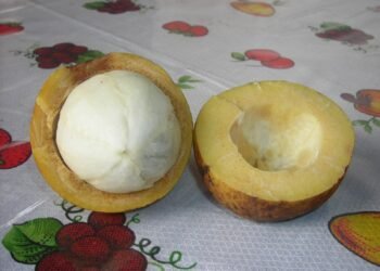 Conheça o fruto amazônico com propriedades nutricionais e terapêuticas