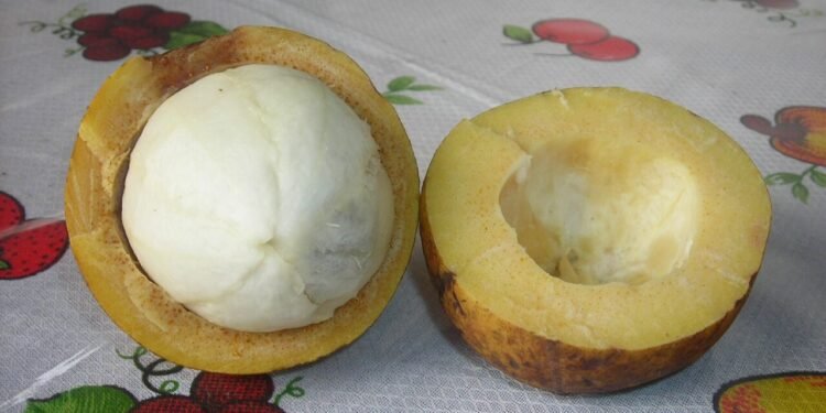 Bacuri: fruto amazônico com muitos benefícios - Wikipedia Commons/Hellen Perrone