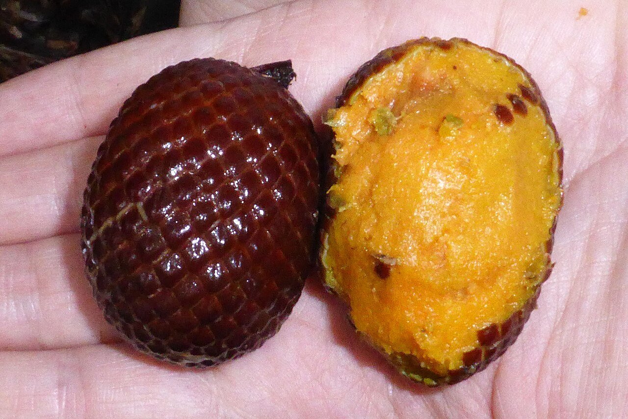 Buriti: Fruto brasileiro com alto valor nutricional - Correio ...