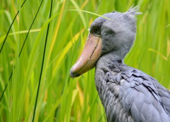 O fascinante mundo da Cegonha-bico-de-sapato