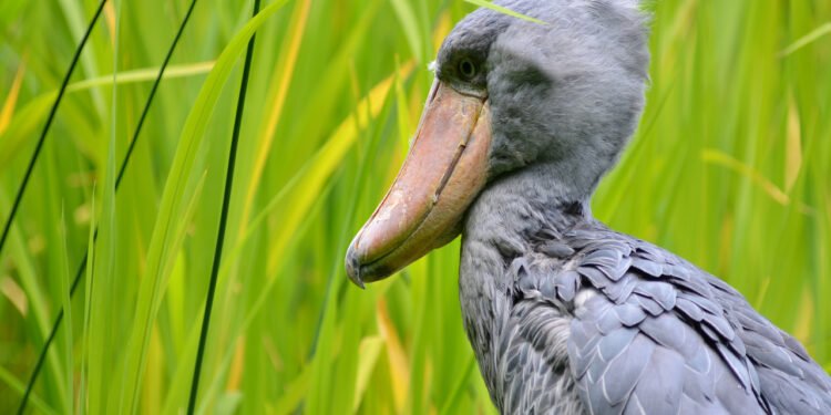 A cegonha-bico-de-sapato tem uma expectativa de vida que pode chegar a 35 anos em ambiente selvagem - wikimedia commons/Olaf Oliviero Riemer