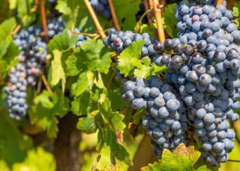 Bento Gonçalves: Capital do vinho do Brasil