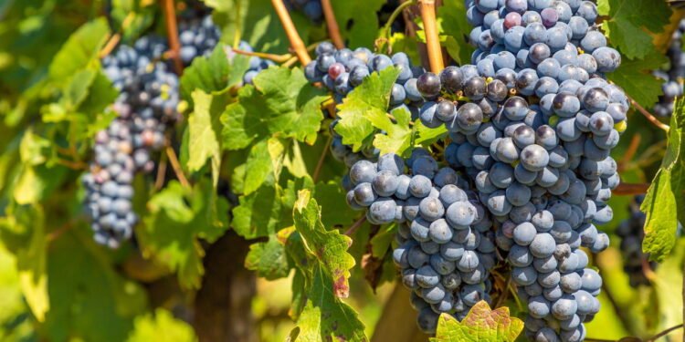 Uvas em vinhedos, Bento Gonçalves, Rio Grande do Sul, Brasil - depositphotos.com / lltrarbach