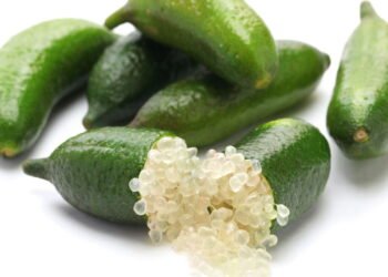 Finger Lime: Uso da fruta cresce na alta gastronomia brasileira