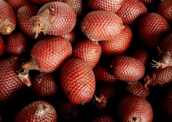 Buriti: Fruto brasileiro com alto valor nutricional