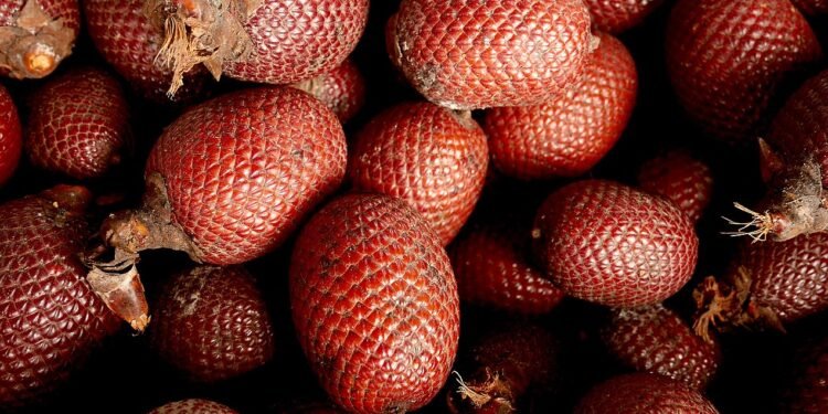 Buriti tem alto valor nutricional - Wikimedia Commons/Kristi Denby/Archivo Centro Takiwasi