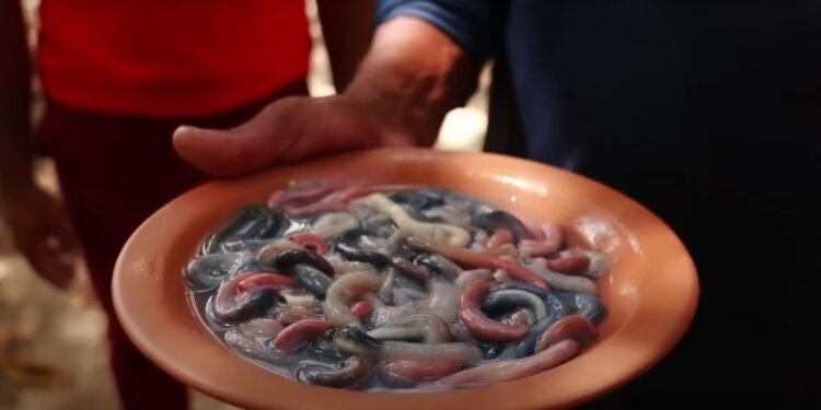 Turu, a "minhoca comestível" - Reprodução de vídeos do youtube