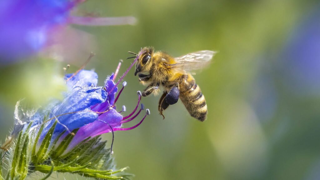 Abelha na polinização