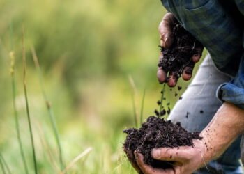 Agricultura regenerativa: Um passo além da sustentabilidade