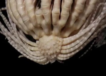 Animal de 20 braços descoberto na Antártida