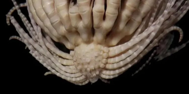 Animal de 20 braços descoberto na Antártida