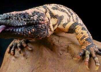 Monstro-de-gila: toxinas animais