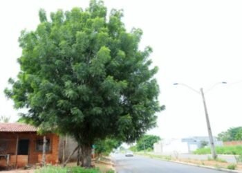 Nim, árvore invasora que mata abelhas