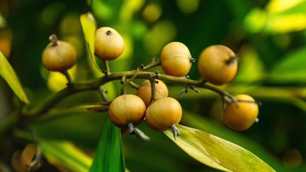 Moscadeira, árvore de onde provém a noz-moscada