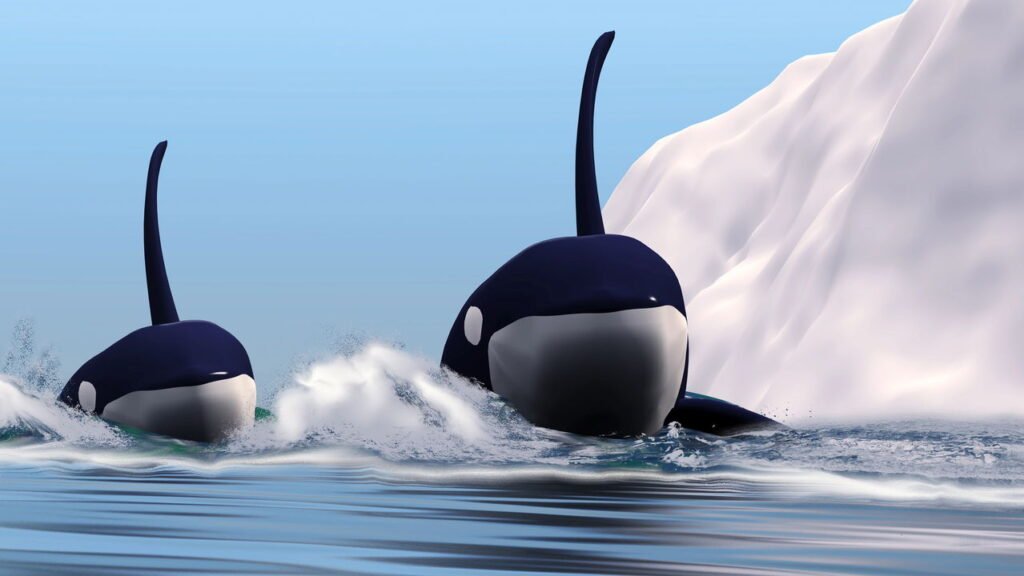 Orcas