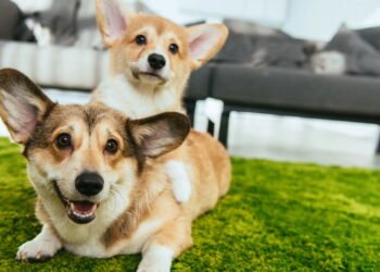 Cães da raça Welsh Corgi