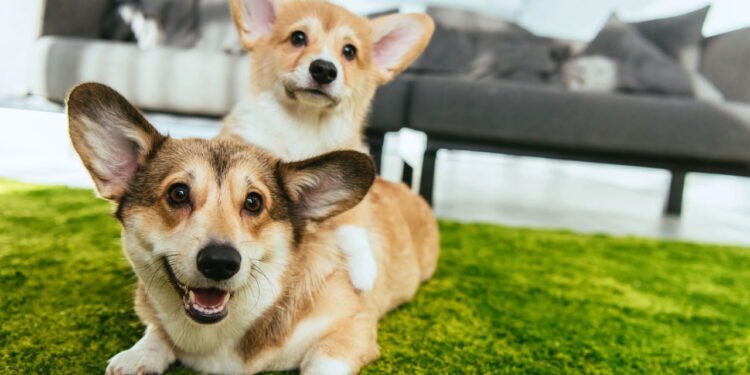 Cães da raça Welsh Corgi