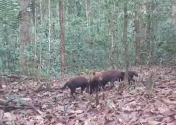 Matilha de cachorro-vinagre no Parque Nacional Montanhas do Tumucumaque, no Amapá