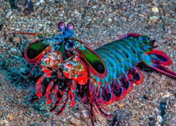 Camarão louva deus palhaço