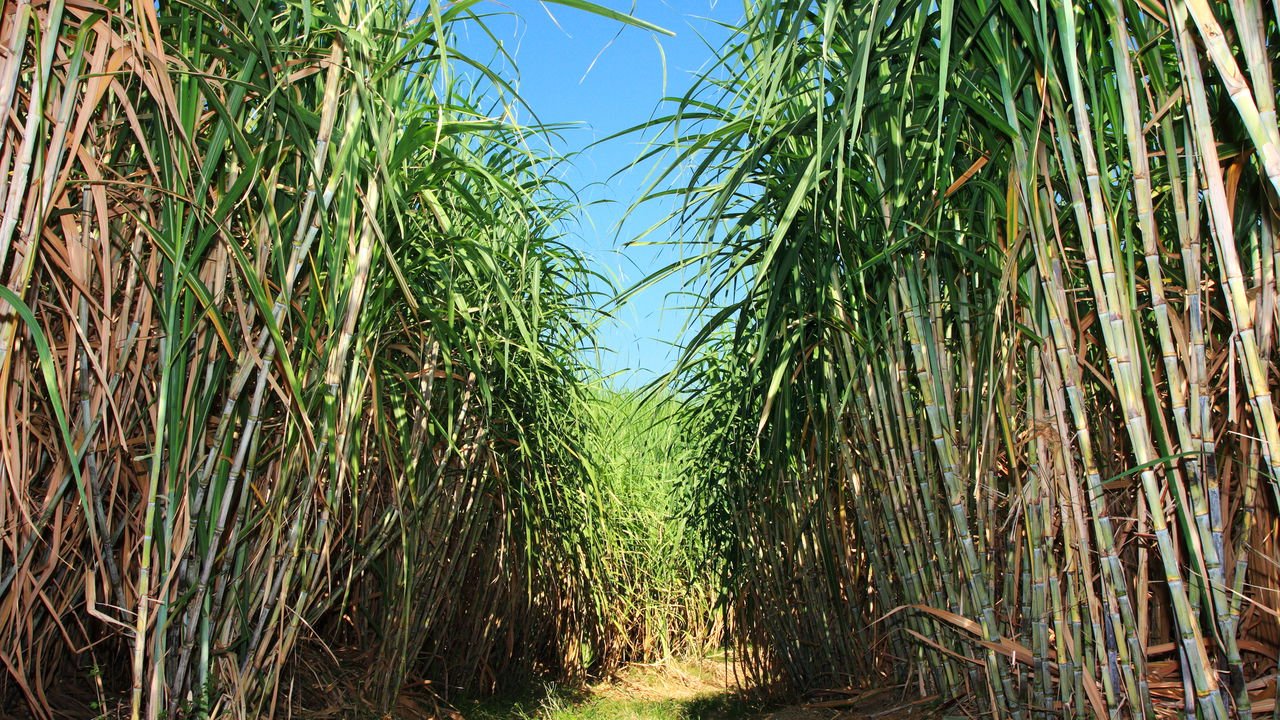 Cocoroco: a perigosa bebida alcoólica boliviana