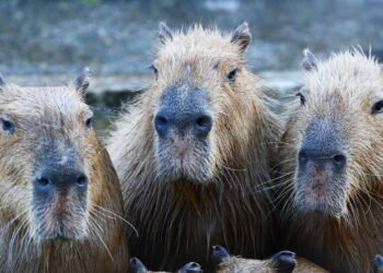 Capivaras: Os roedores fascinantes