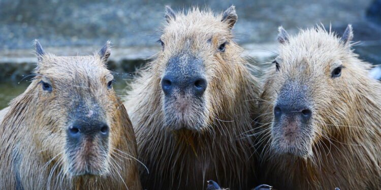 Família de capivaras - depositphotos.com / YAY_Images