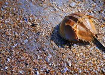 O antigo caranguejo-ferradura e sua sobrevivência ameaçada