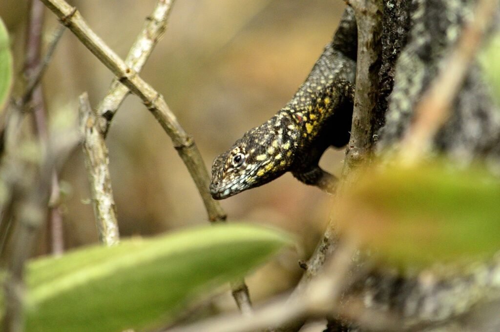 Parque Estadual do Ibitipoca 