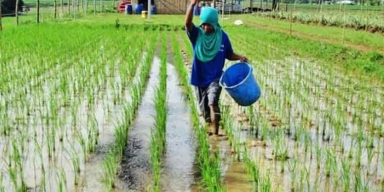 Em Vermont, agricultores usam urina na lavoura