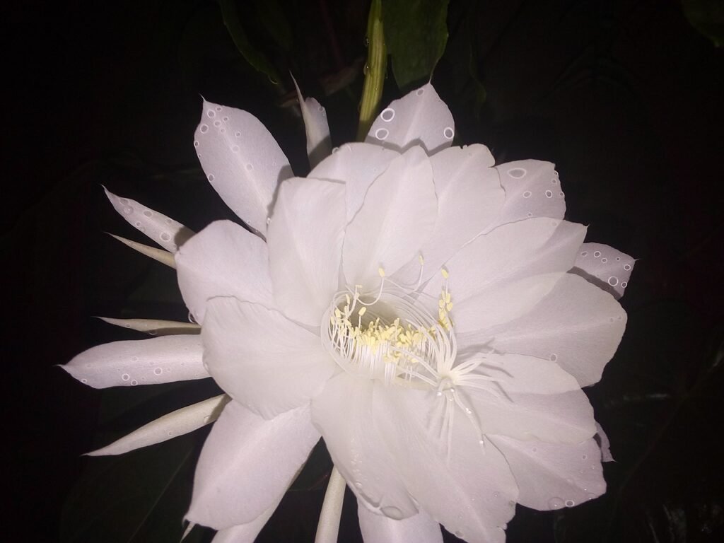 Kadupul, a flor mais rara e cara do mundo