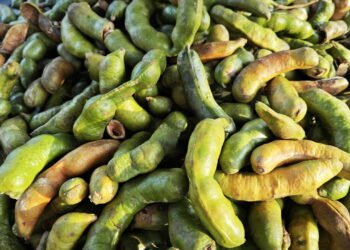 Fruta ingá: Propriedades e benefícios para saúde