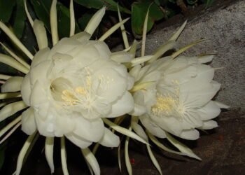 Kadupul, a flor mais rara e cara do mundo