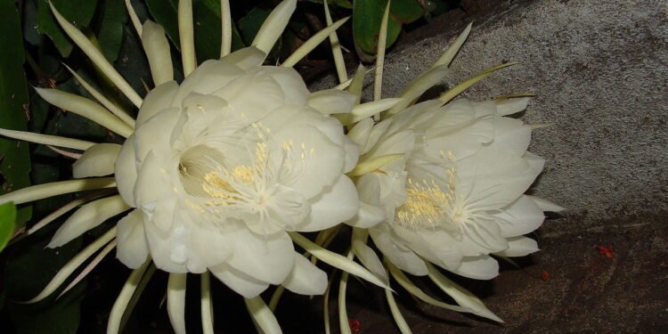 Kadupul, a flor mais rara e cara do mundo