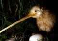 Kiwi: A ave símbolo da Nova Zelândia