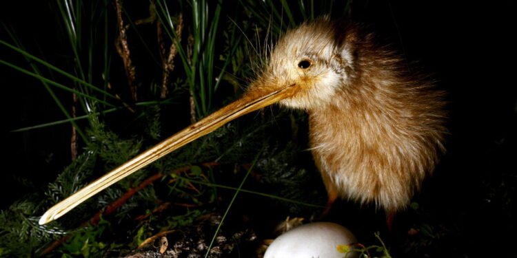 Um kiwi e seu ovo - depositphotos.com / lucidwaters